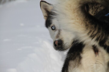Husky hinding behing its tail © MarieCéline