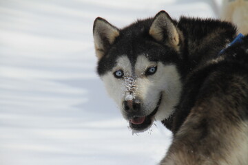 siberian husky portrait in winter © MarieCéline