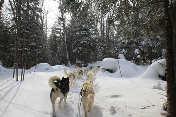 Dogs pulling a sled in the forest © MarieCéline