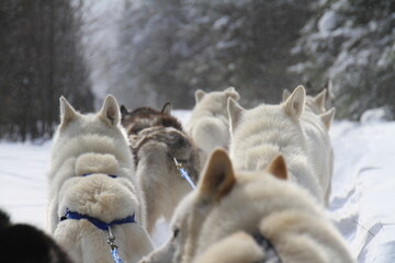 Crew of sled dogs  © MarieCéline