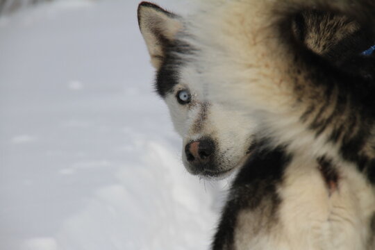 Husky hinding behing its tail