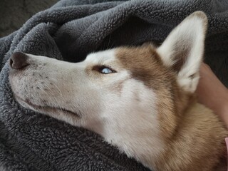 blue eyed husky on a blanket © MarieCéline