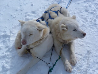 duo of white siberian huskies © MarieCéline
