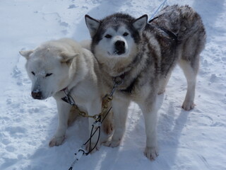 two siberian huskies © MarieCéline