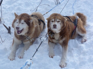 two sled dogs lying in the snow © MarieCéline
