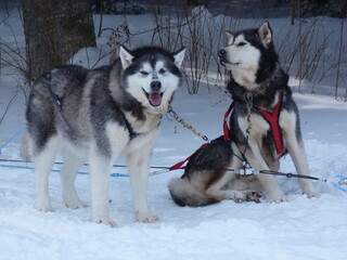 husky dogs in snow © MarieCéline
