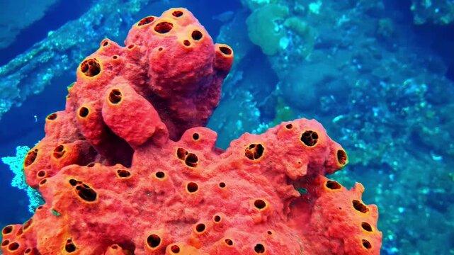 View of a bright red sponge with porous texture on a coral reef in Bali, Indonesia.