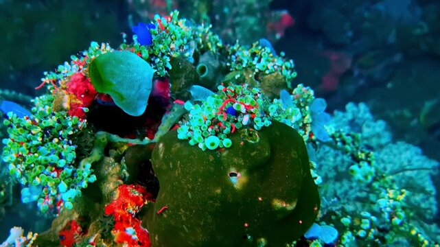 View of a vibrant coral reef teeming with colorful sponges and polyps in the clear tropical waters of Bali, Indonesia.