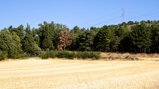 Franja de bosque junto a campo de cereal dorado