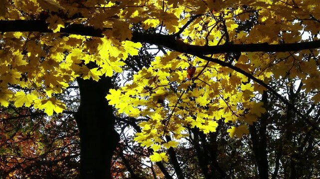 4K Autumn Sycamore Platanus Tree