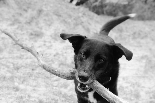 Monochrome action shot of a playful dog carrying a large branch in its mouth
