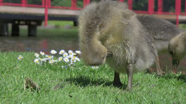 Canada Goose (Branta canadensis) young goslings sitting on a lawn preening their feathers. June, Kent, UK [Slow motion x4]