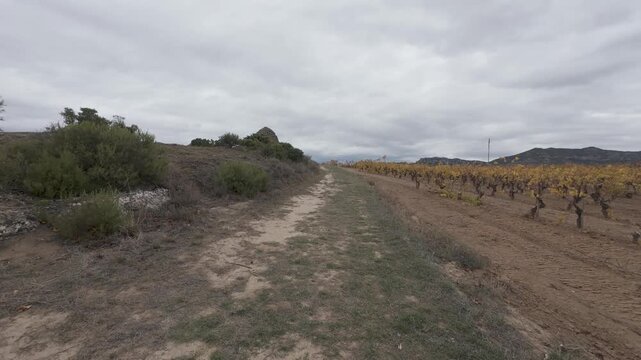Point of view shot walking along an autumn vineyard