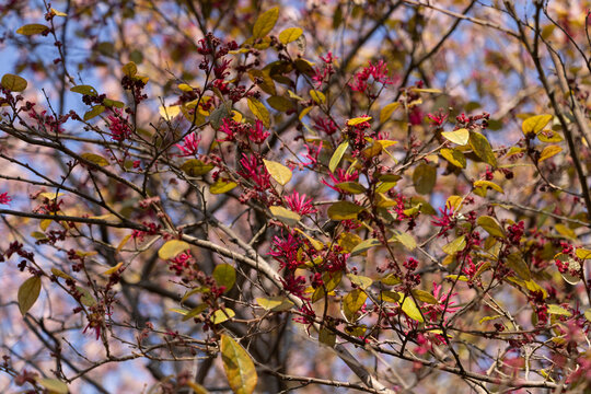 Dense branches of the Loropetalum chinense are adorned with small, pinkish-red fringe-like flowers and oval leaves,