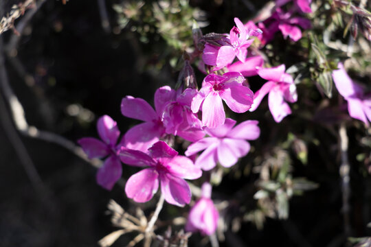Bright pink flowers with five petals, resembling Phlox subulata