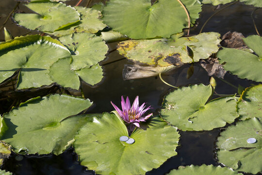 Lush green lily pads float on the water's surface