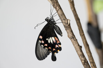 A beautiful Common Mormon butterfly. © Reallyice