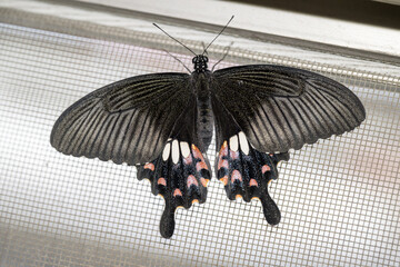 A beautiful Common Mormon butterfly. © Reallyice
