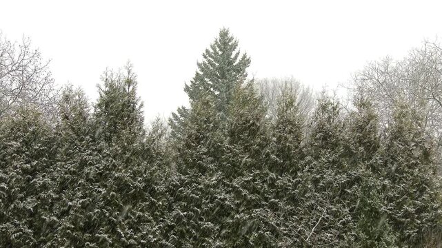 4K Snowing in a Winter Forest