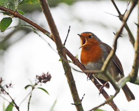 Singing Robin
