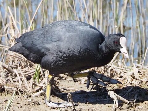 Coot