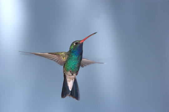 A male Broad-billed Hummingbird (Cynanthus latirostris)