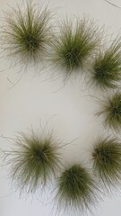 Obraz premium Arrangement of Spanish Moss Spheres in Circular Design Against Dark Background – Natural Decor and Botanical Art