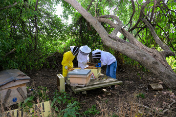 Fototapeta premium Beekeepers Inspecting Beehives in Enfield, North London