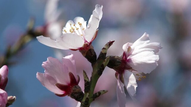 4K Blossoming Spring Tree