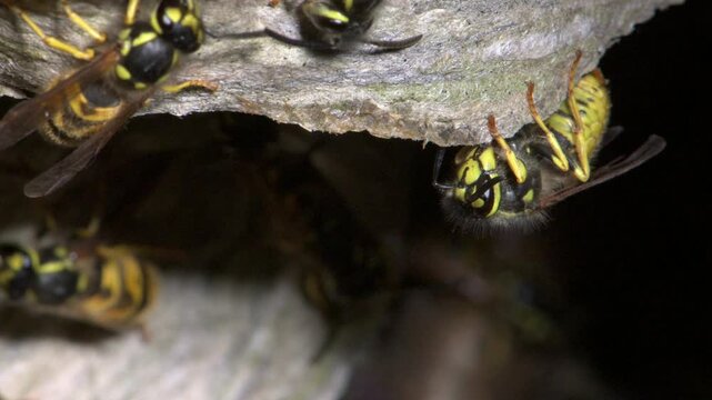 German Wasp (Vespula germanica) using chewed-up wood the add to the papery structure inside their nest, going back to smooth out a section already laid. July, Kent, UK [Slow motion x4]
