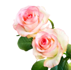 Two pink roses with green leaves isolated on transparent background. Cut out floral corner border with copy space for greeting card and celebration design © Konstiantyn