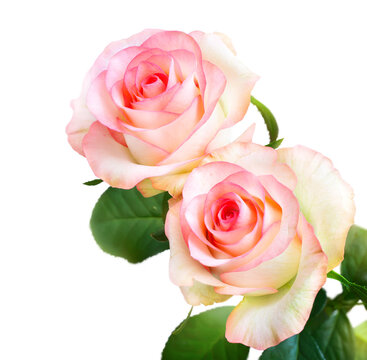 Two pink roses with green leaves isolated on transparent background. Cut out floral corner border with copy space for greeting card and celebration design
