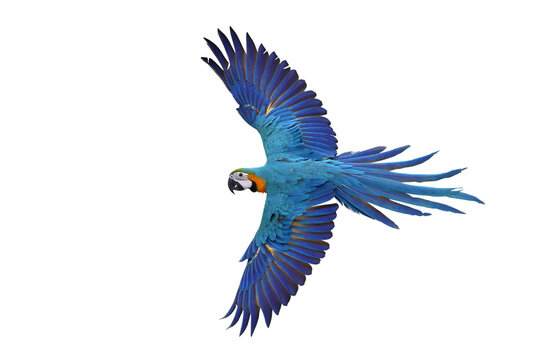 Beautiful Blue and Gold Macaw your wings and fly isolated on transparent background png file	