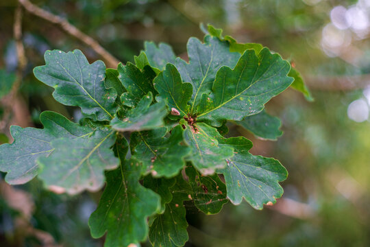Cluster of green oak leaves on a branch with soft bokeh background in Cornwall United Kingdom