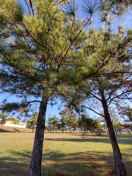 Bare slash pine tree branches (Pinus elliottii) against a clear blue sky in sunlight
