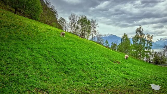 View of sheep grazing on a lush green hillside with mountains and a fjord in the background in Flam, Vestland, Norway.