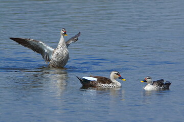 Fototapeta premium Three Spot-billed Ducks (Anas poecilorhyncha) swimming on calm water, with one duck spreading its wings in a natural display. Wildlife photograph captured in natural habitat.