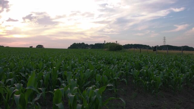 Corn maize fields growing in farmer fields at sunset 