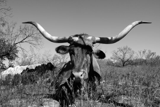 Monochrome front portrait of a Texas Longhorn with expansive horns resting in a field