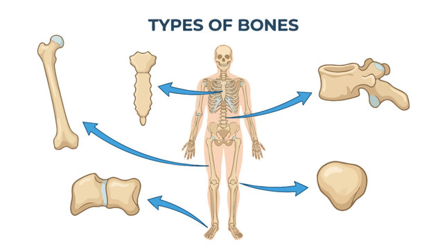 Human Bone Classification Diagram featuring skeletal anatomy and bone types. Ideal for medical education and biology presentations.