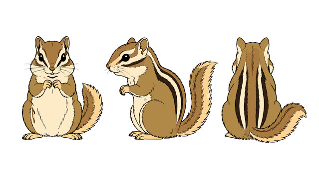 Striped chipmunk character in front side and back views