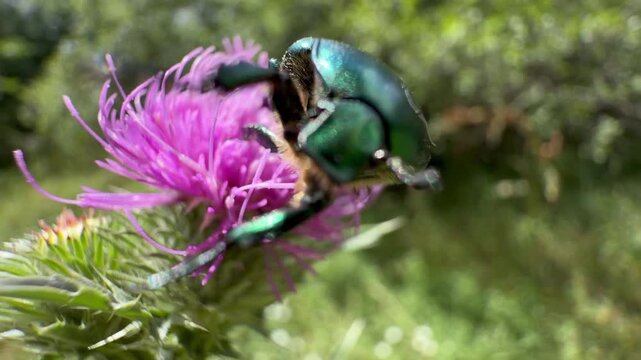Rose chafer beetle (Cetonia aurata) feeding on a purple thistle flower swaying in the wind. Macro view of metallic green elytra against soft summer meadow bokeh