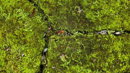 Close-up of moss-covered stone surface with natural textures © ornax photo