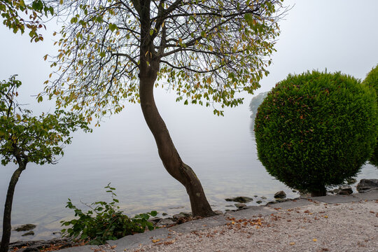 Foggy shore of Lake Traunsee in Gmunden, Austria leaning tree and rounded bush over calm water in autumn.