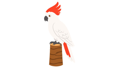 White cockatoo with red crest perched on wooden stump © Andrei