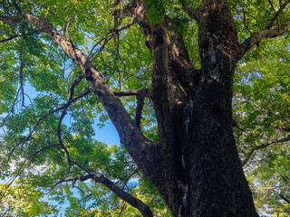 Fototapeta premium Large Old Tree Trunk with Spreading Green Canopy Overlooking Ocean Low Angle
