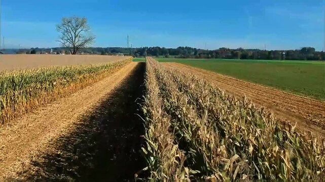 Neat straight rows of ripening corn stretch far across golden harvested fields, lone bare tree stands under wide clear vivid blue sky