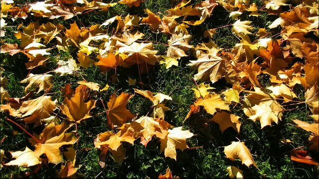 Bright golden and amber maple leaves scatter across lush green grass, sunlight glows warm on delicate leaf veins and natural shapes