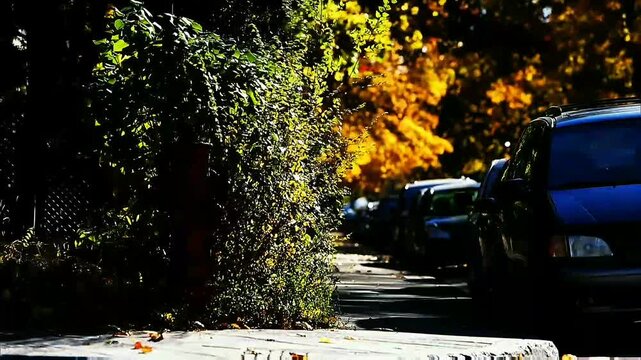 Dense bright green bush glows in sharp sunlight, warm autumn gold trees line quiet street with parked cars and scattered dry leaves