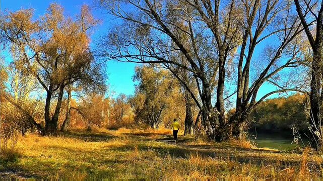 Tall trees with sparse golden autumn leaves frame grassy riverside path, lone walker stands under bright clear blue sky in calm nature